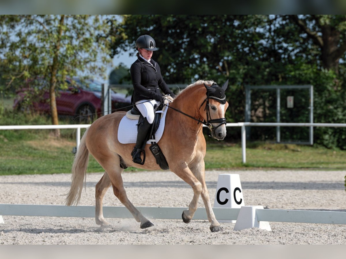 Haflinger Valack 6 år 150 cm Palomino in Protivin