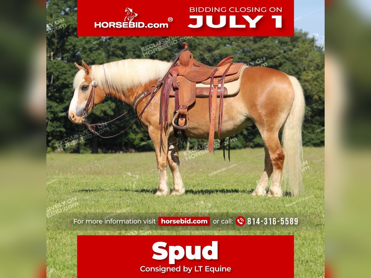 Haflinger Valack 8 år 145 cm Palomino in Shippenville, PA