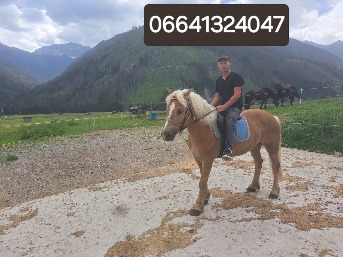 Haflinger Valack 8 år 152 cm in Obertilliach