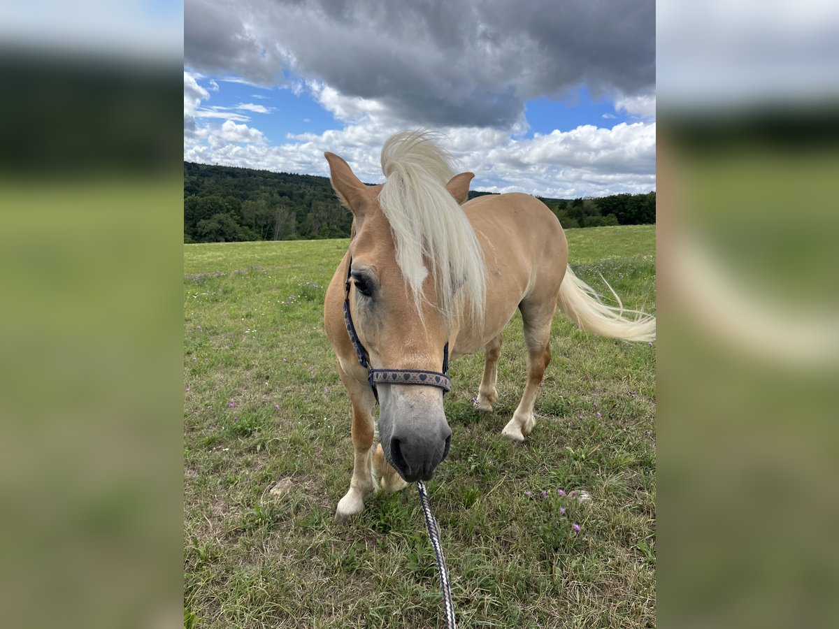 Haflinger Wallach 10 Jahre 142 cm Palomino in Pliezhausen