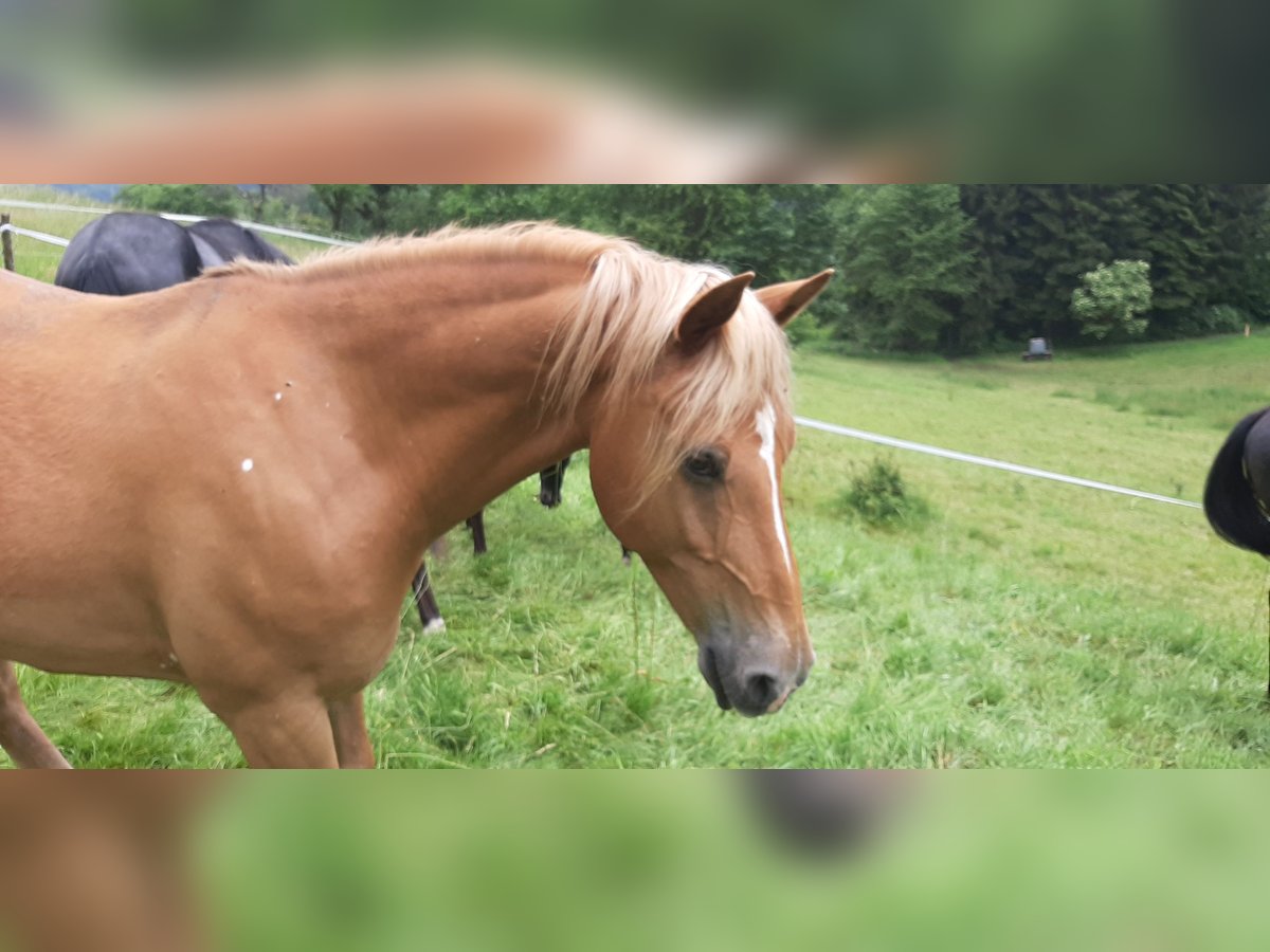 Haflinger Mix Wallach 10 Jahre 147 cm Fuchs in Bensheim