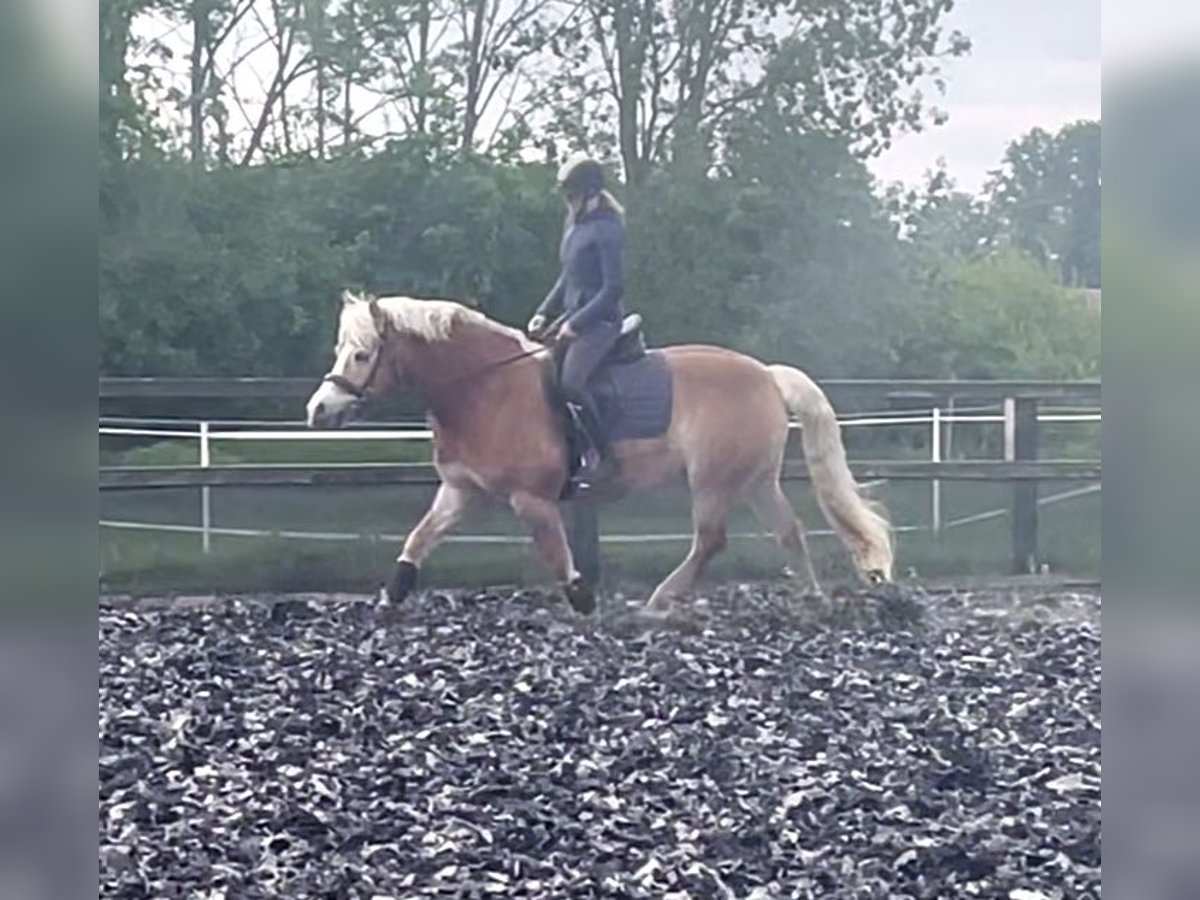 Haflinger Wallach 10 Jahre 155 cm Fuchs in Everswinkel