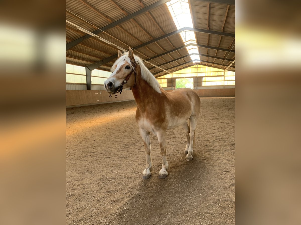Haflinger Wallach 10 Jahre 158 cm Fuchs in Darmstadt