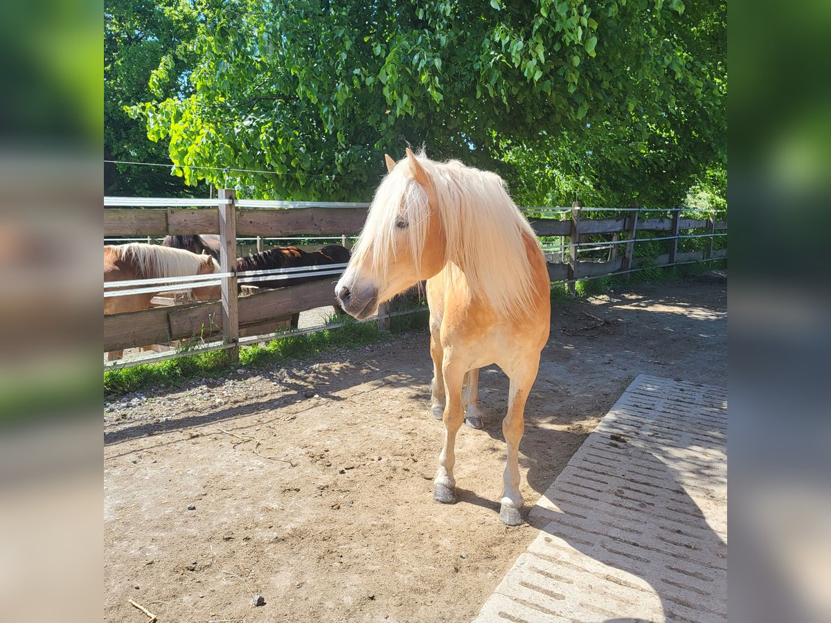 Haflinger Wallach 10 Jahre in Owschlag