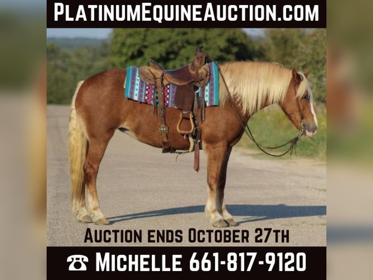 Haflinger Wallach 11 Jahre 142 cm in Stephenville TX