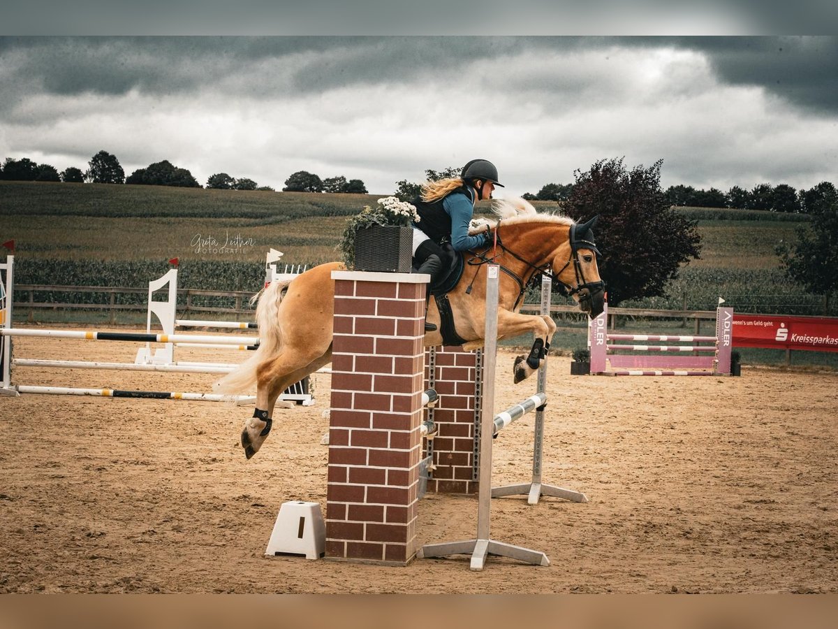 Haflinger Wallach 11 Jahre 148 cm Fuchs in Villmar