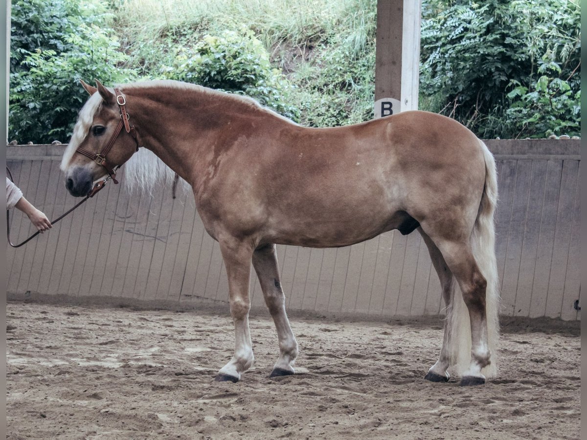 Haflinger Wallach 11 Jahre 151 cm Fuchs in Haldenwang