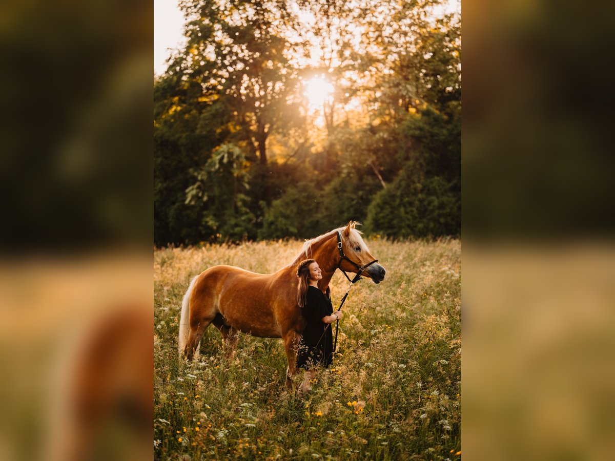 Haflinger Wallach 11 Jahre 152 cm Fuchs in Leoben