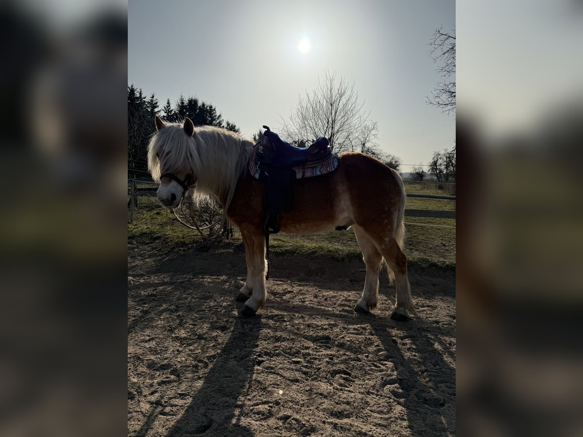 Haflinger Wallach 11 Jahre 153 cm Fuchs in Schönefeld Haflinger Wallach 11 Jahre 153 cm Fuchs in Schönefeld