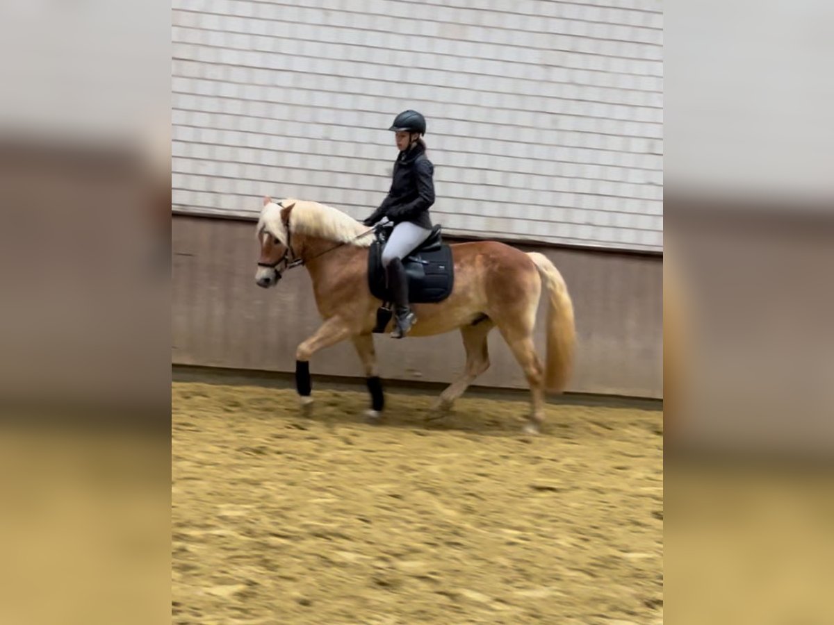 Haflinger Wallach 11 Jahre 155 cm Fuchs in Iserlohn