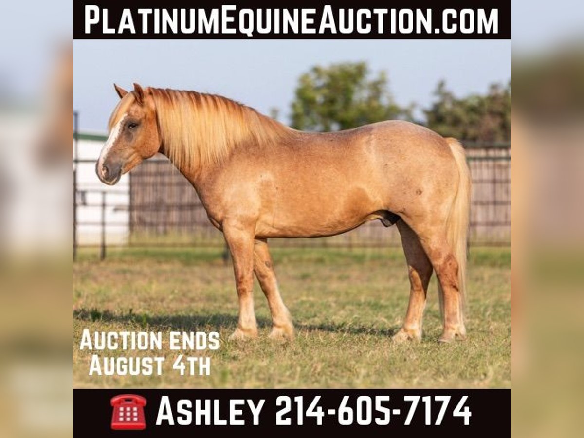 Haflinger Wallach 12 Jahre 142 cm in Weatherford TX