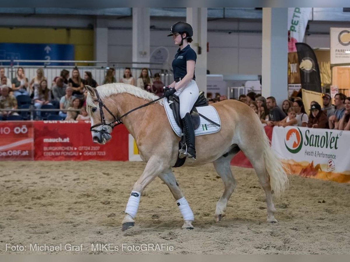 Haflinger Wallach 12 Jahre 148 cm Fuchs in Stadl-Paura