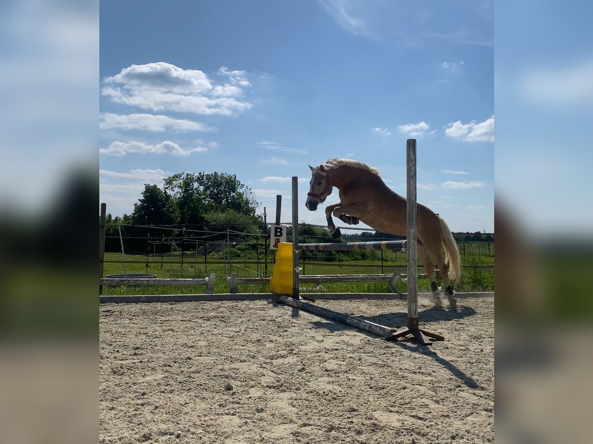 Haflinger Wallach 12 Jahre 152 cm in Bruck/Leitha
