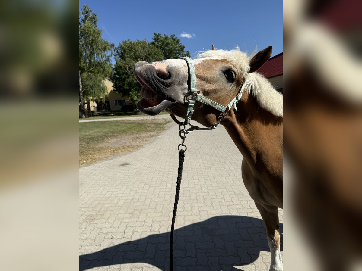 Haflinger Wallach 12 Jahre 152 cm in Bruck/Leitha