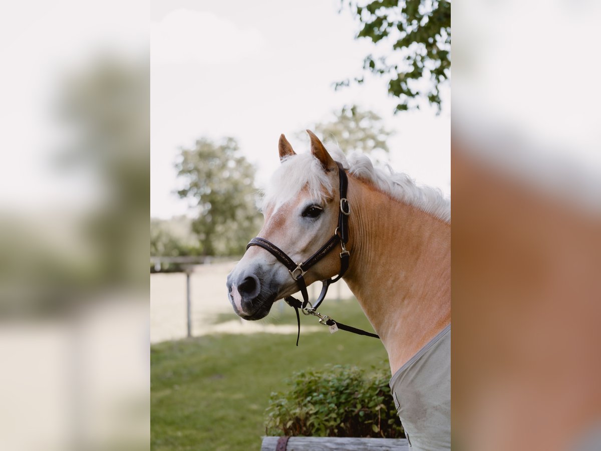Haflinger Wallach 12 Jahre 152 cm Fuchs in Nordhackstedt