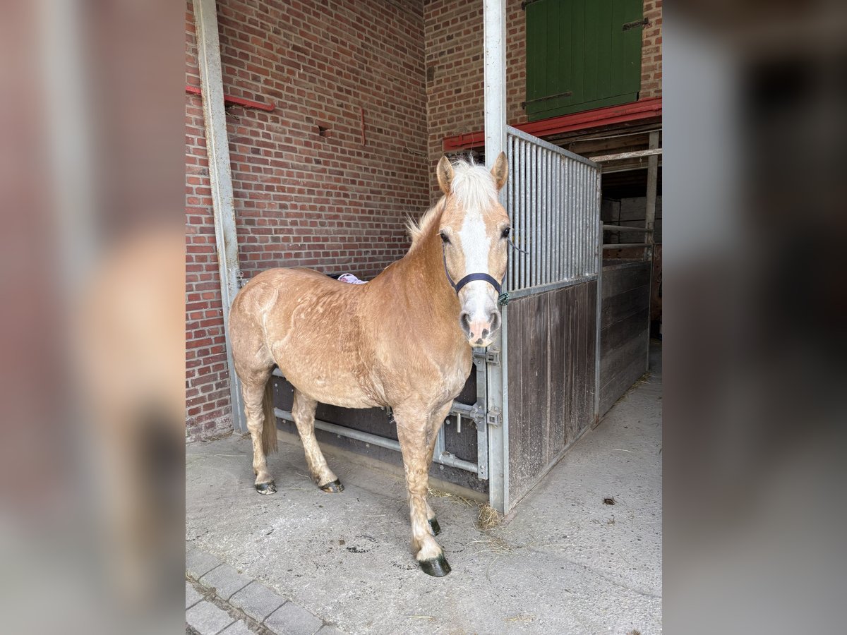 Haflinger Wallach 12 Jahre 152 cm Hellbrauner in Kaarst Haflinger Wallach 12 Jahre 152 cm Hellbrauner in Kaarst