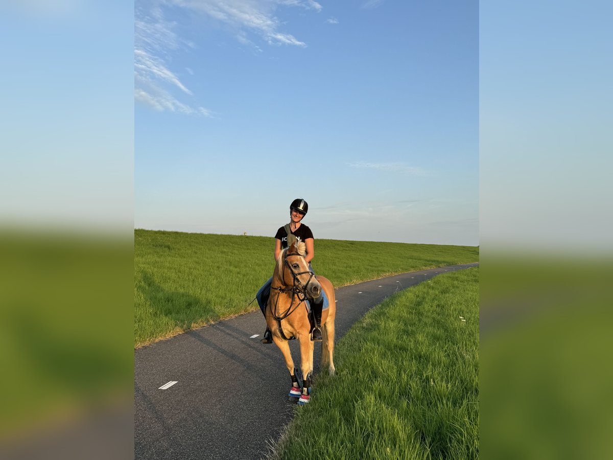Haflinger Wallach 13 Jahre 133 cm Hellbrauner in Stellendam