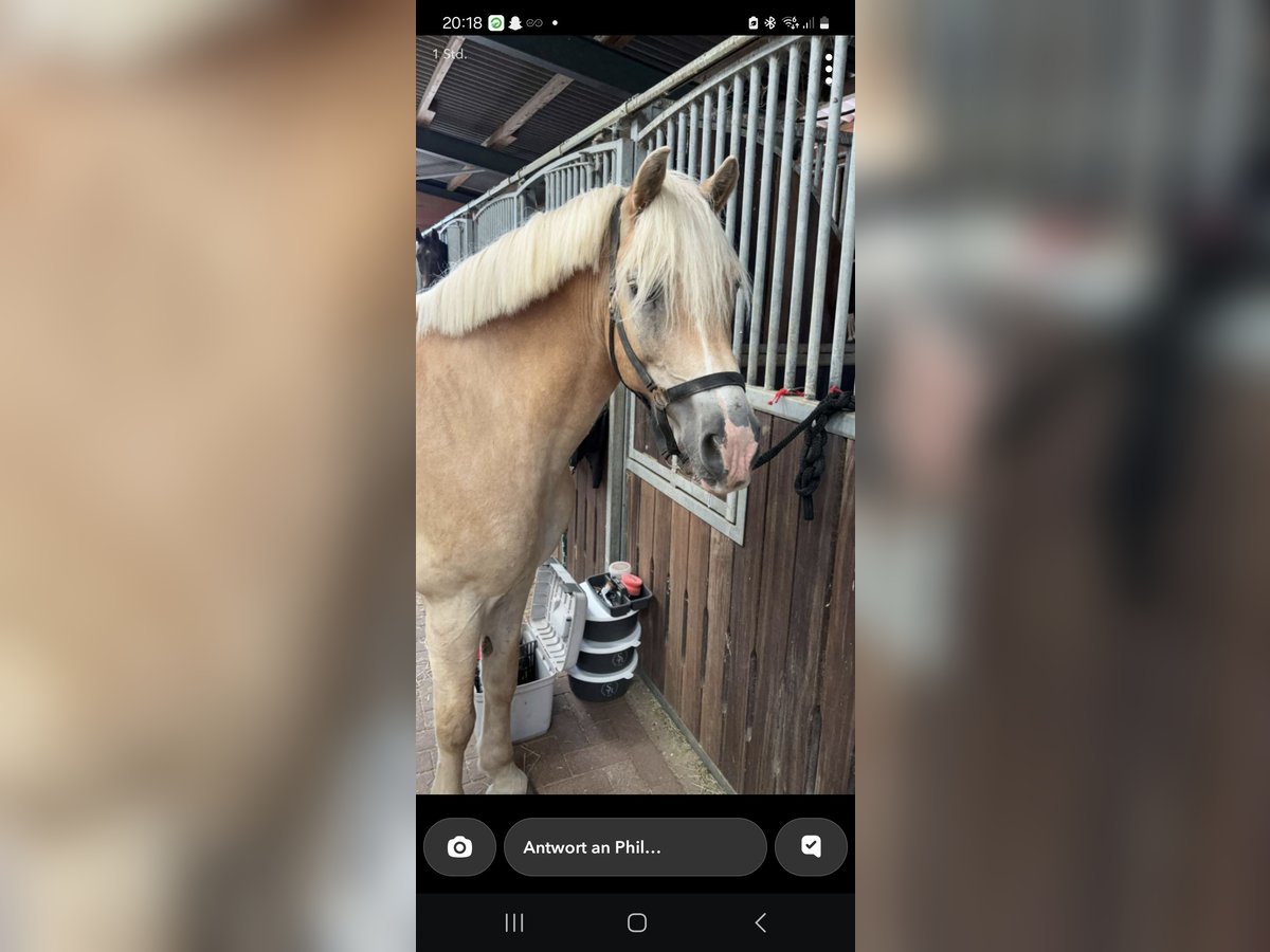 Haflinger Wallach 13 Jahre 154 cm Palomino in Northeim