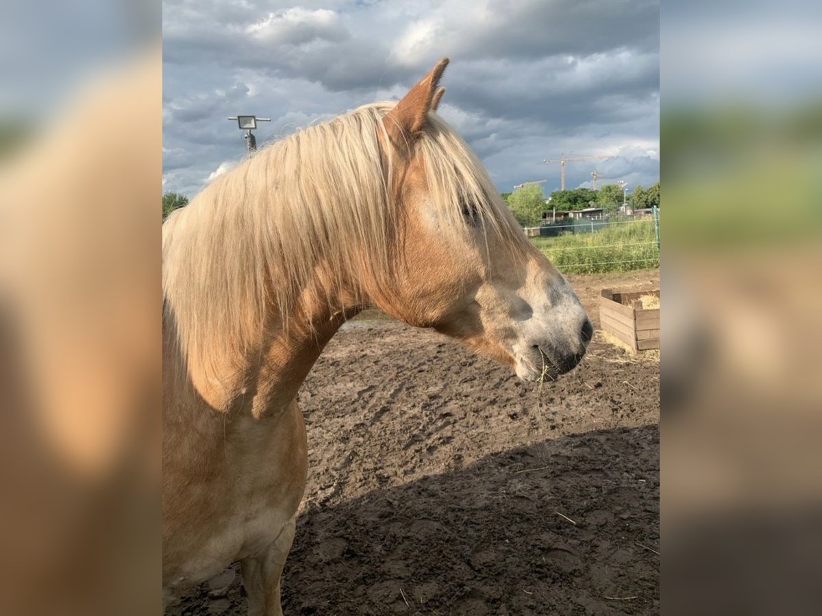 Haflinger Wallach 14 Jahre 150 cm in Berlin