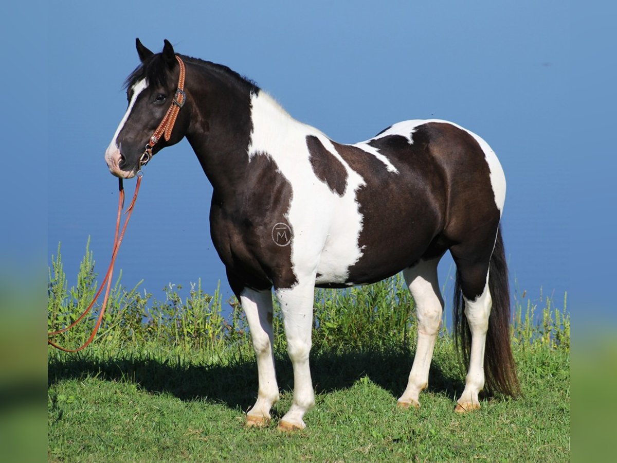 Haflinger Wallach 14 Jahre 150 cm Tobiano-alle-Farben in wHITLEY cITY ky