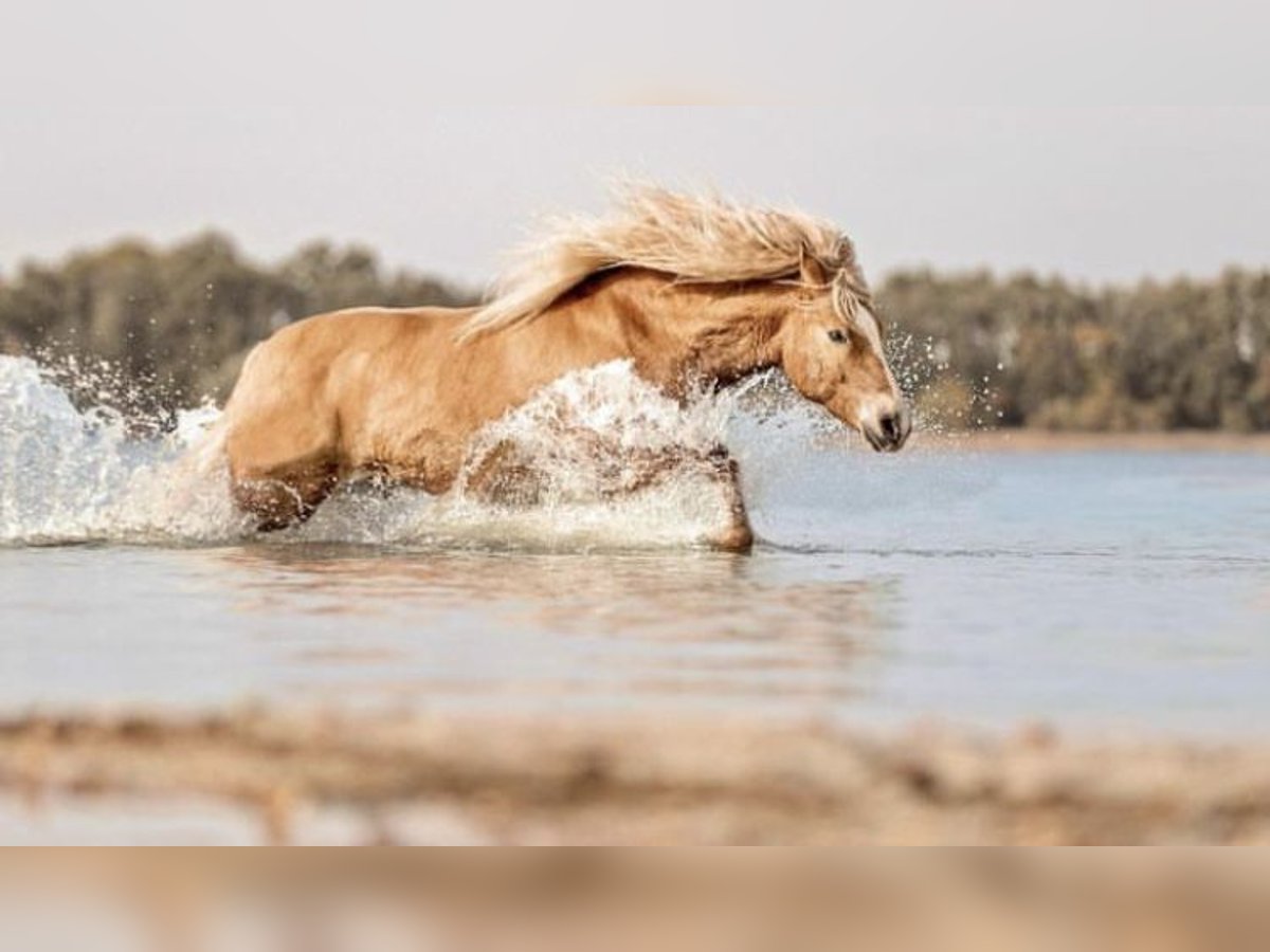 Haflinger Wallach 14 Jahre 154 cm Champagne in Ludwigslust
