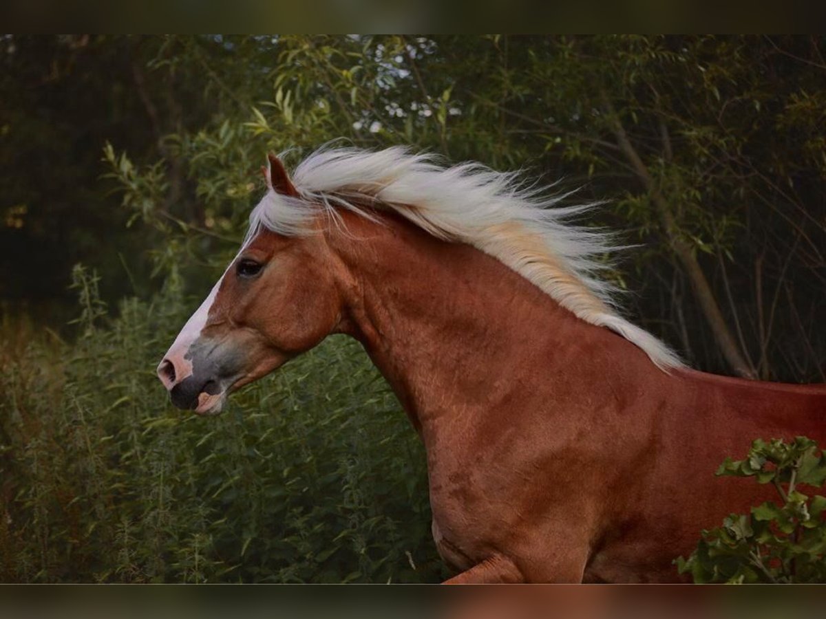 Haflinger Mix Wallach 14 Jahre 154 cm Fuchs in Sonnenb&#xFC;hl