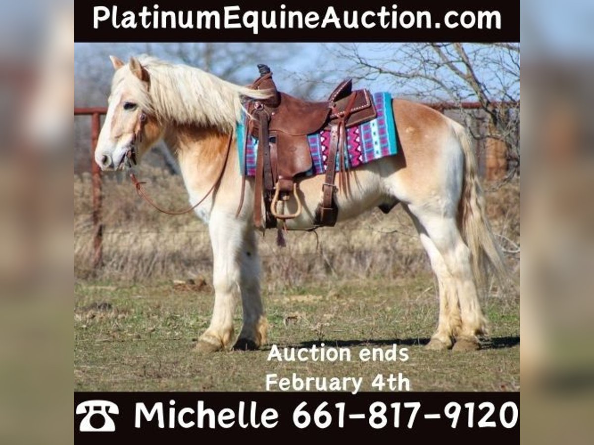 Haflinger Wallach 14 Jahre Rotfuchs in Stephenville TX