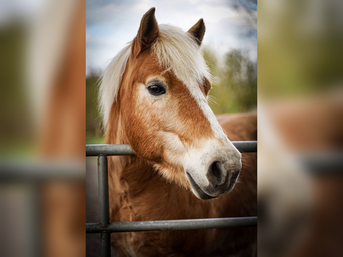 Haflinger Wallach 15 Jahre 136 cm Hellbrauner in Sassen-Trantow