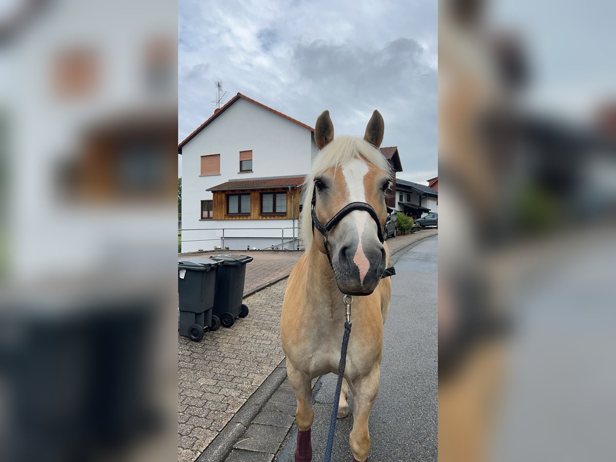 Haflinger Wallach 15 Jahre 145 cm Falbe in M&#xF6;rlenbach