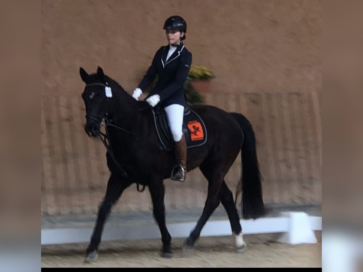 Haflinger Wallach 15 Jahre 150 cm in Mainbernheim