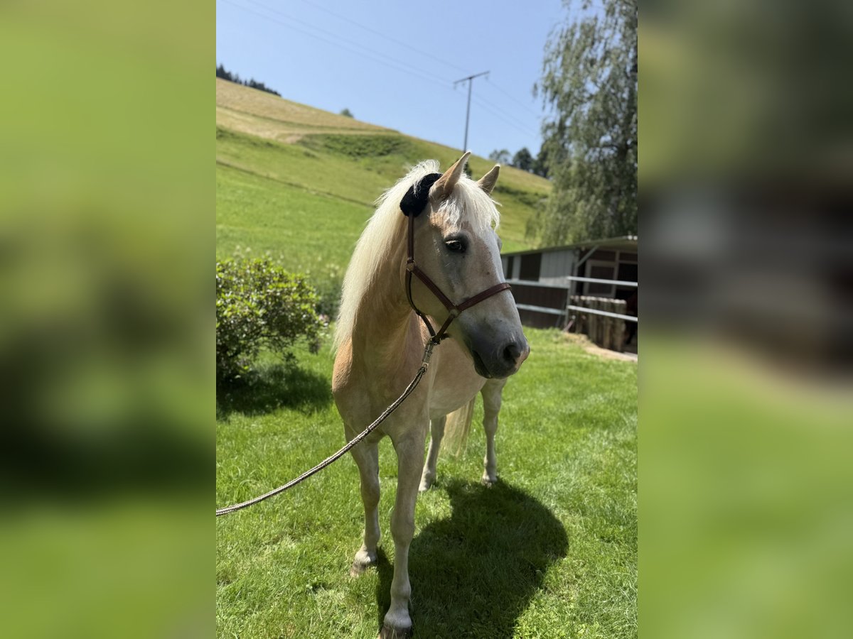 Haflinger Wallach 15 Jahre 153 cm in Kirchzarten