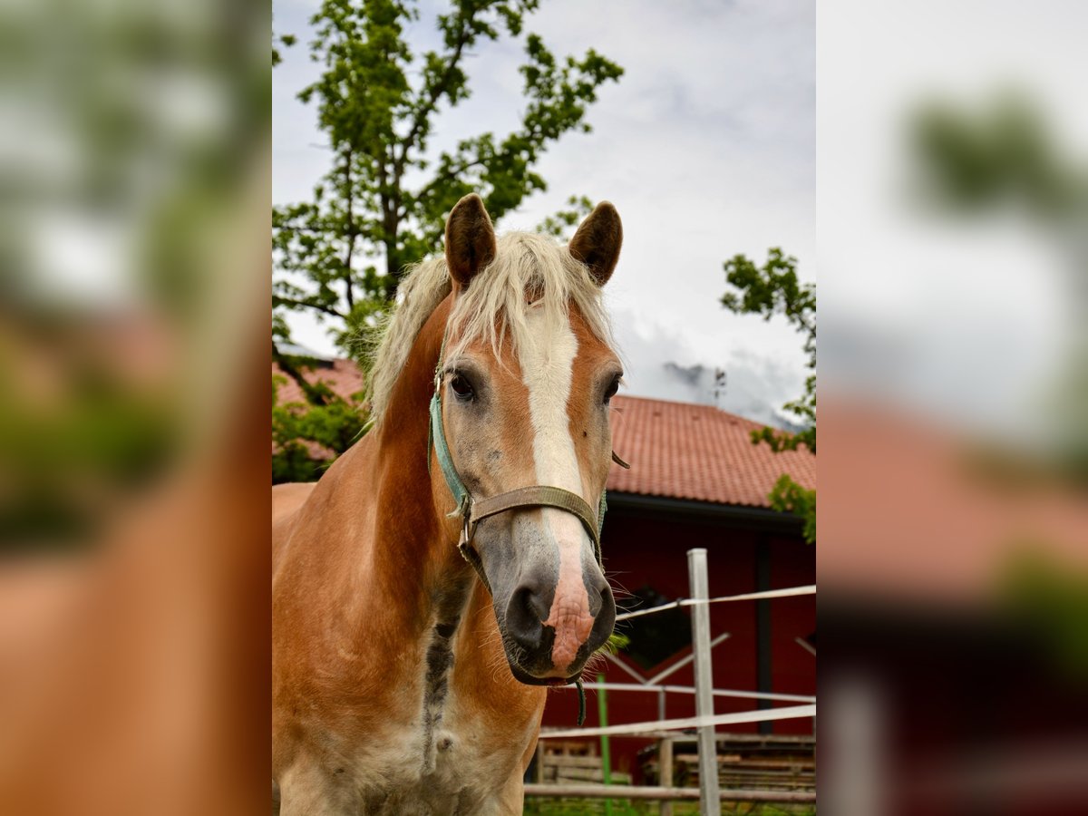 Haflinger Wallach 17 Jahre 145 cm in Unterletzen