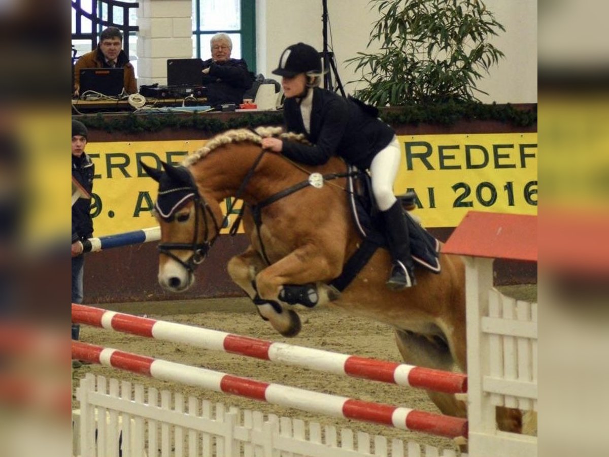 Haflinger Wallach 17 Jahre in Dahmen