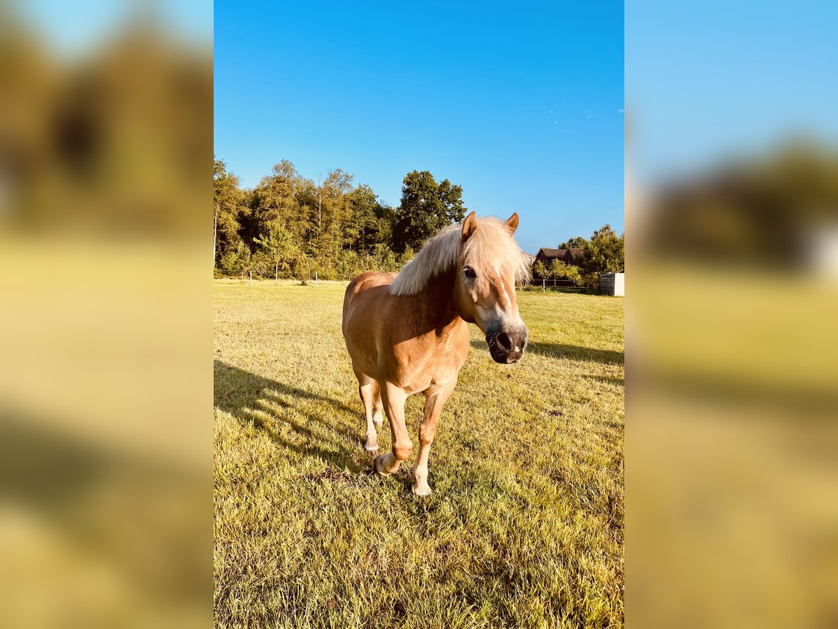 Haflinger Wallach 18 Jahre 140 cm Hellbrauner in Esens