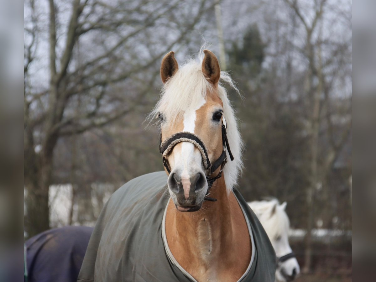 Haflinger Wallach 18 Jahre 143 cm Fuchs in Mielkendorf
