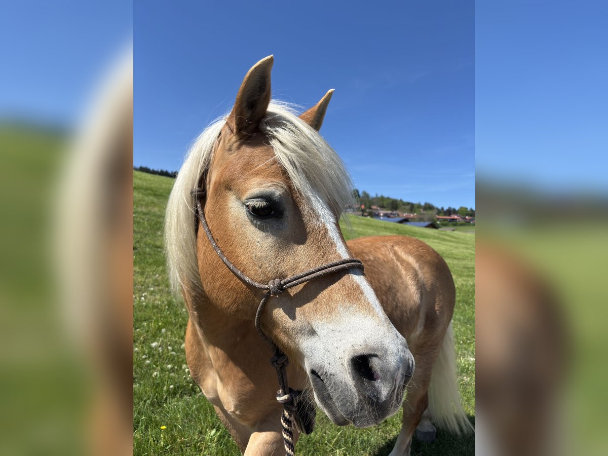 Haflinger Wallach 18 Jahre 148 cm in F&#xFC;ssen
