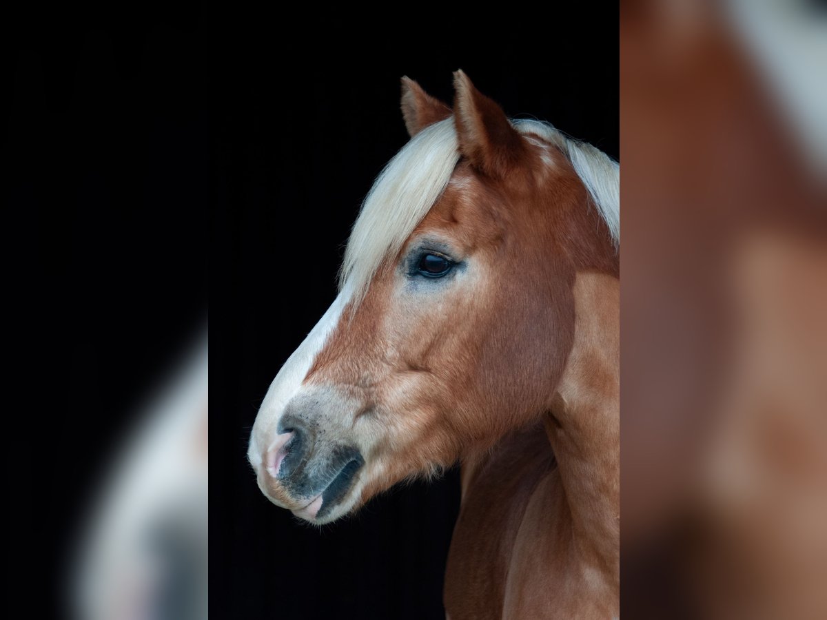 Haflinger Wallach 18 Jahre 152 cm Fuchs in Weiterstadt