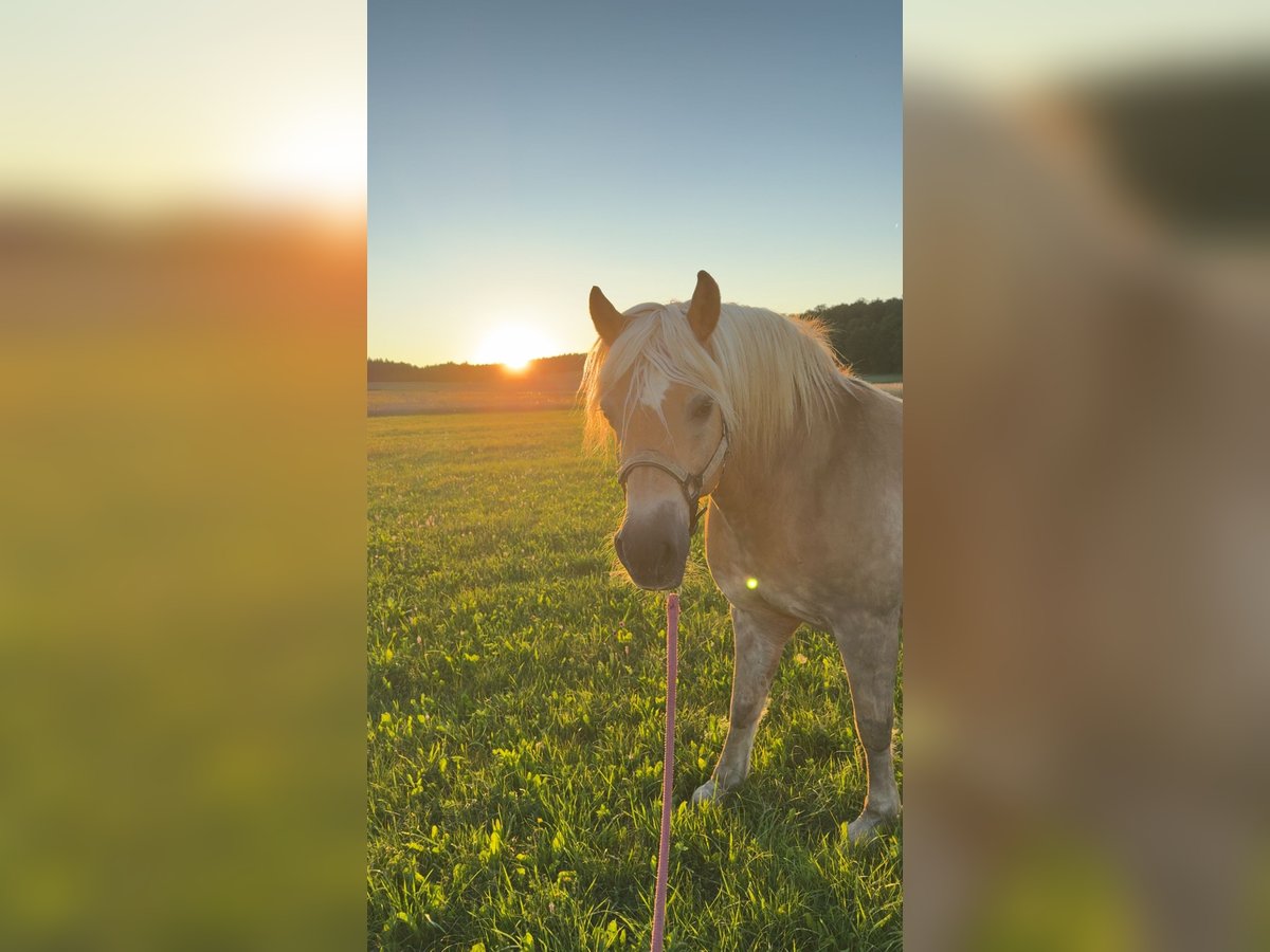Haflinger Wallach 18 Jahre 155 cm in Winterlingen
