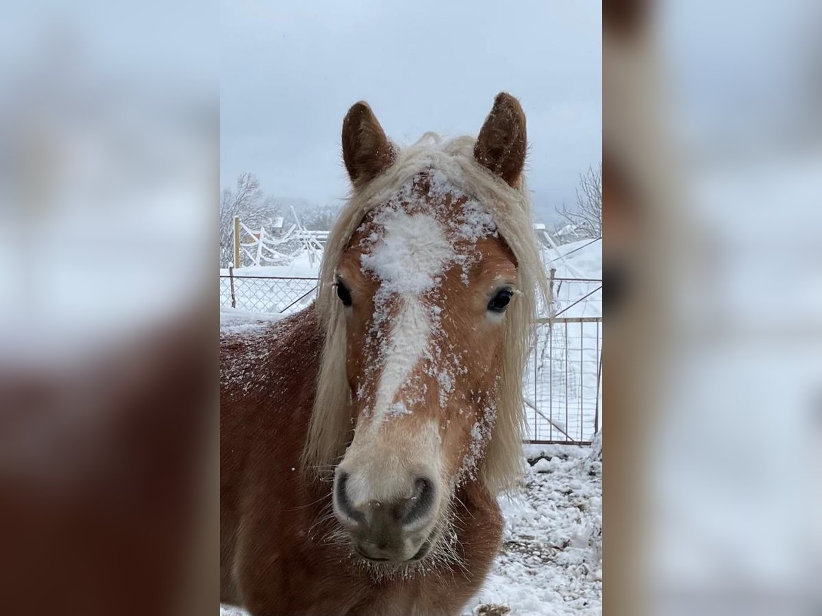 Haflinger Wallach 18 Jahre in st. florian