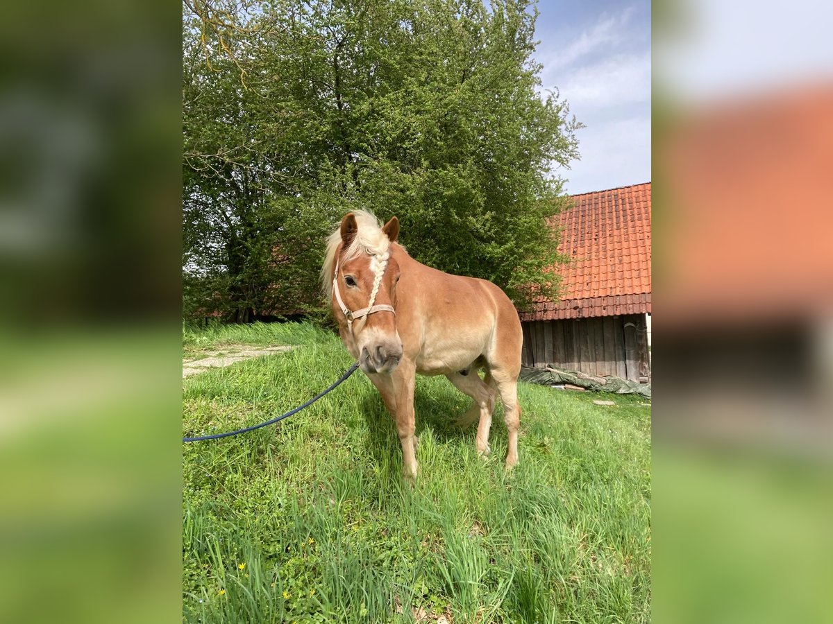 Haflinger Wallach 18 Jahre in st. florian Haflinger Wallach 18 Jahre in st. florian
