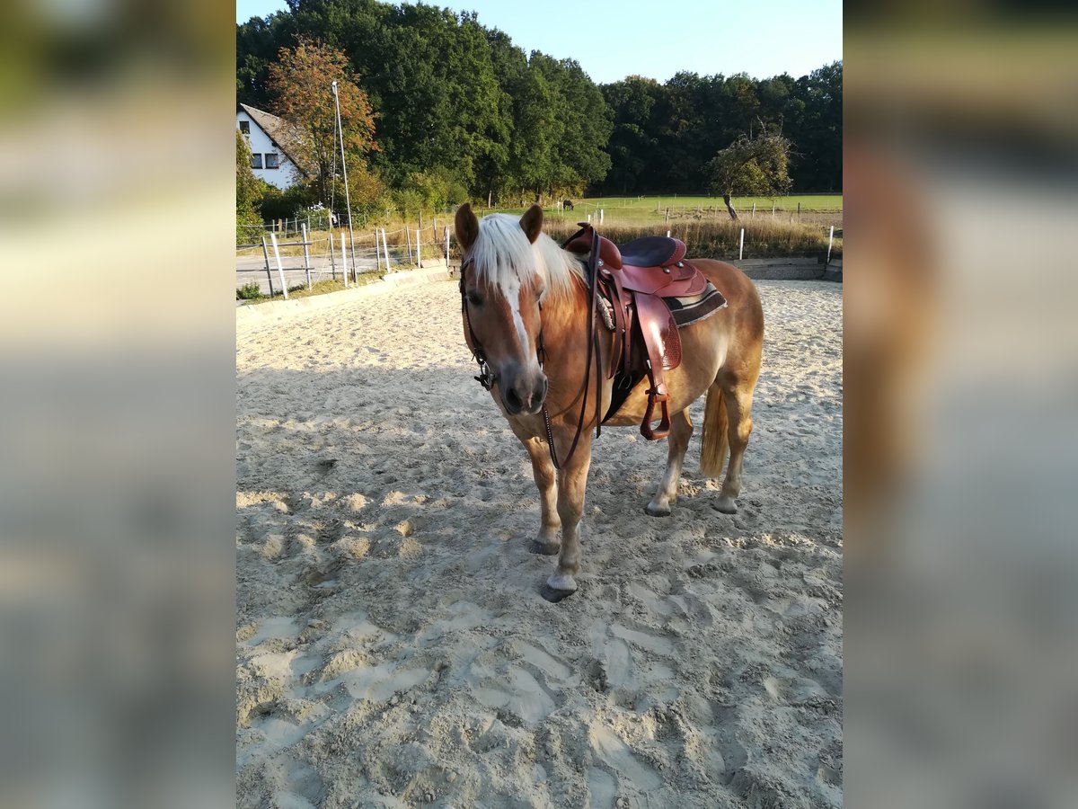 Haflinger Wallach 19 Jahre 148 cm Fuchs in Wickede