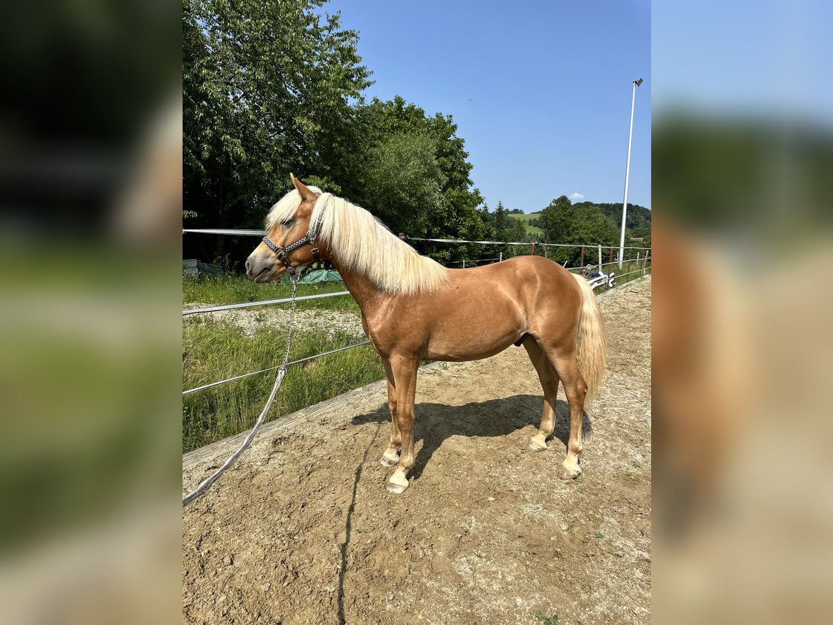 Haflinger Wallach 1 Jahr 145 cm Fuchs in Neukirchen bei Sulzbach-Rosenberg