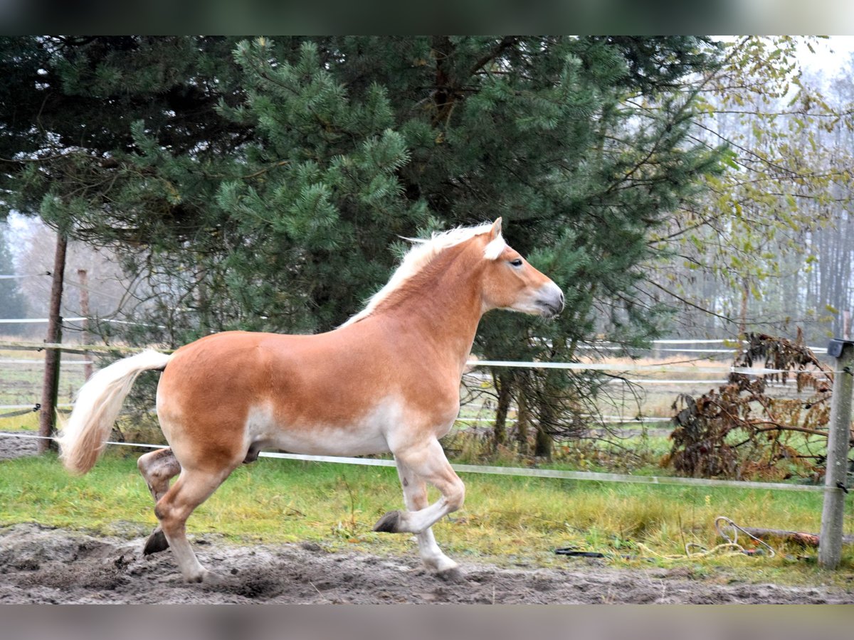 Haflinger Wallach 1 Jahr 150 cm Palomino in Brzoz&#xF3;wka