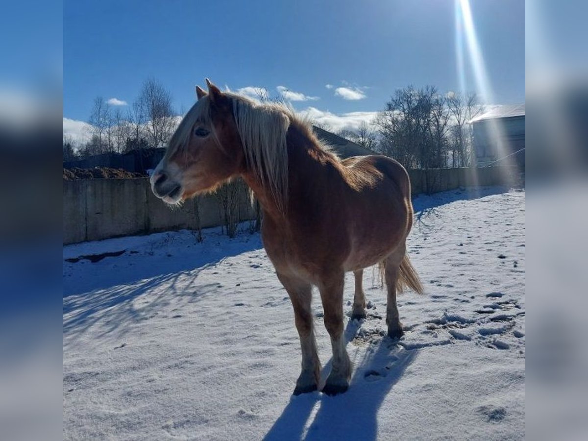 Haflinger Wallach 20 Jahre 150 cm Fuchs in S&#xFC;derholz