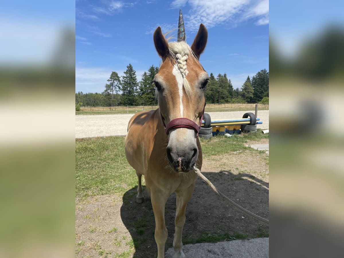 Haflinger Wallach 20 Jahre 154 cm in Gilching