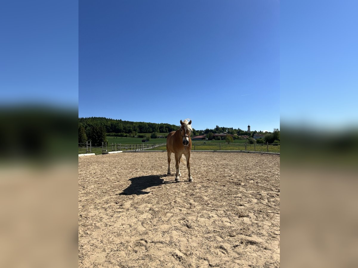 Haflinger Wallach 20 Jahre 154 cm in Gilching