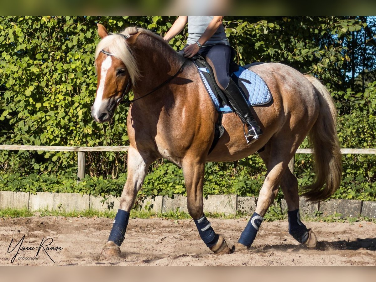 Haflinger Mix Wallach 20 Jahre 156 cm Palomino in Hamburg Lemsahl-MellingstedtHamburg
