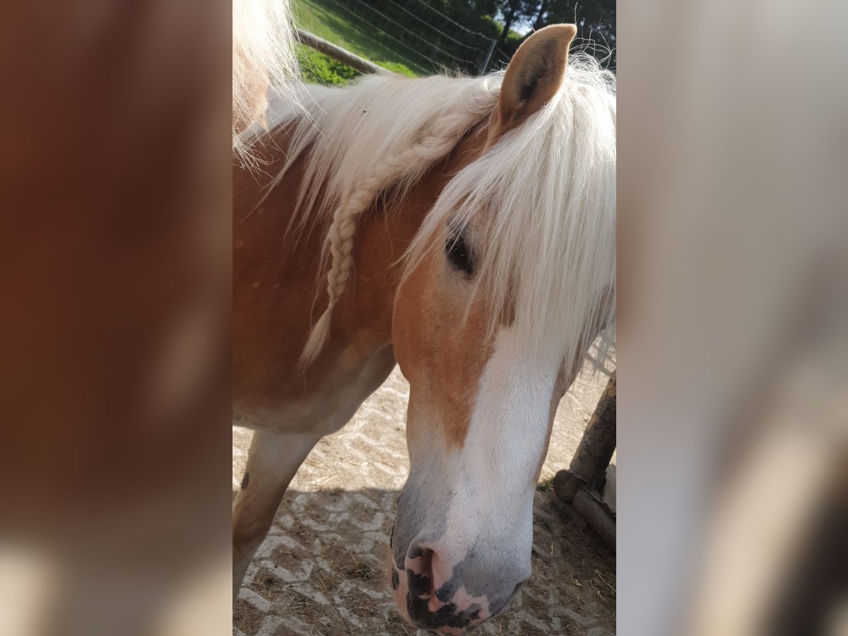 Haflinger Wallach 21 Jahre 147 cm in Nesselwang