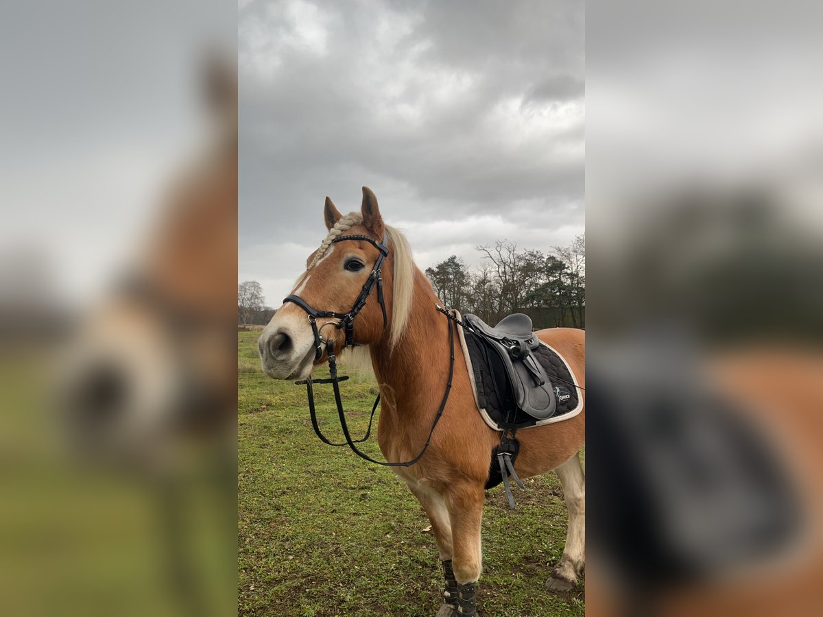 Haflinger Wallach 23 Jahre 150 cm in Neustadt an der Weinstraße Haflinger Wallach 23 Jahre 150 cm in Neustadt an der Weinstraße