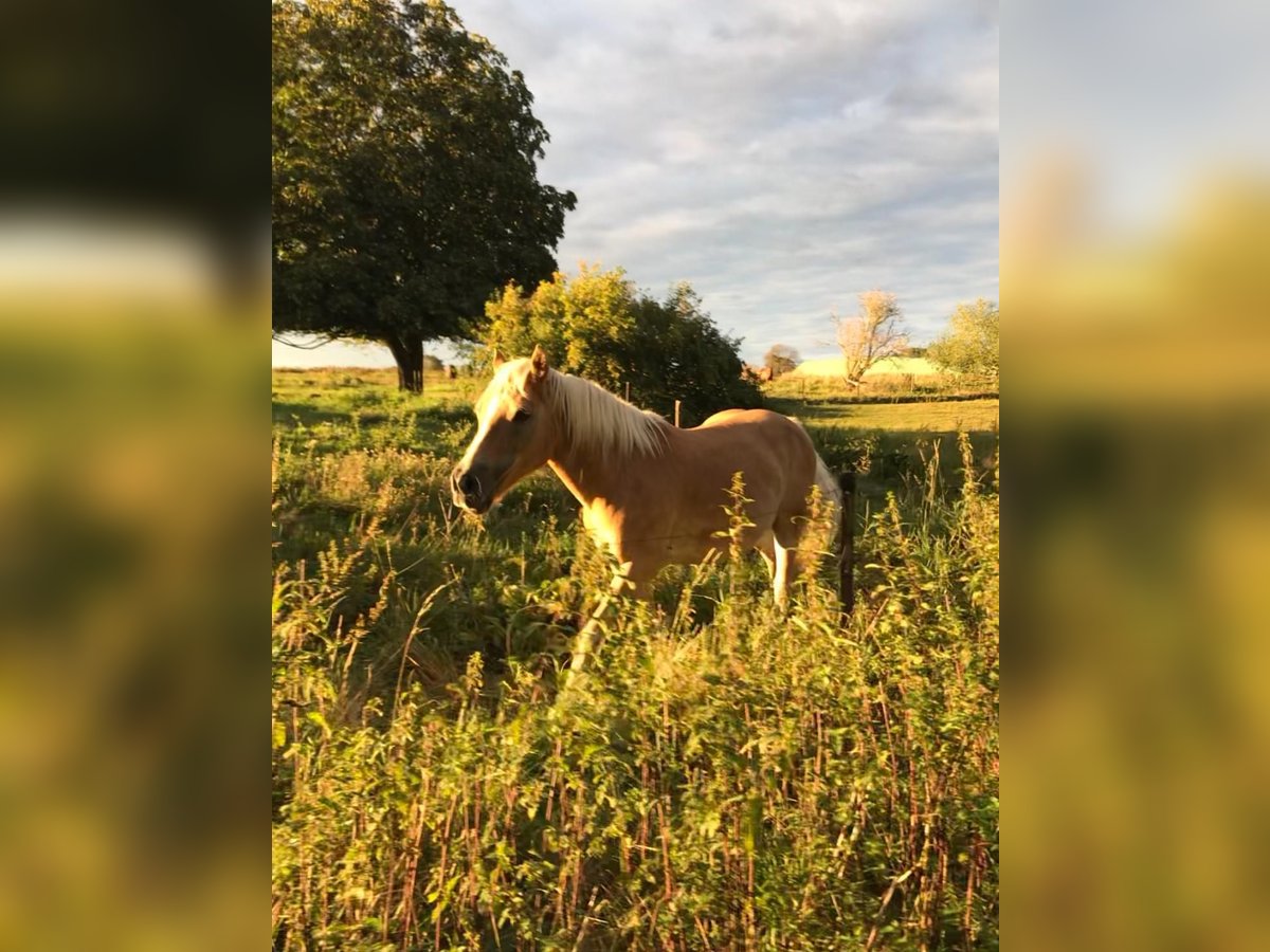 Haflinger Wallach 24 Jahre in Peine